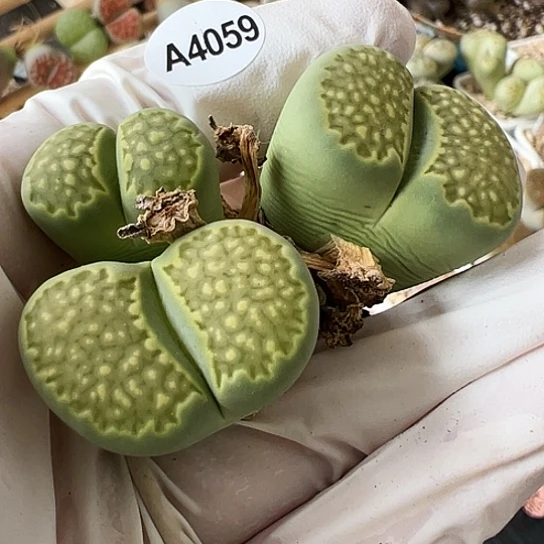 【闪购商品】4059，333