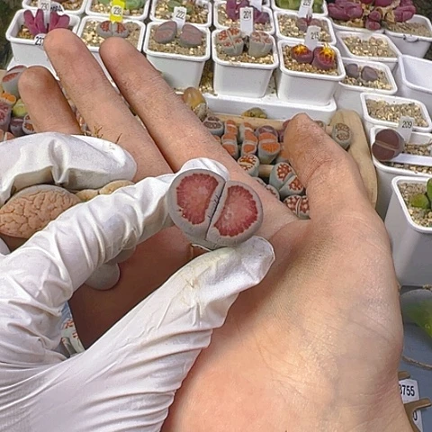 【闪购商品】23783，2.6公分