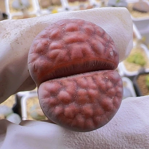 【闪购商品】5800，33