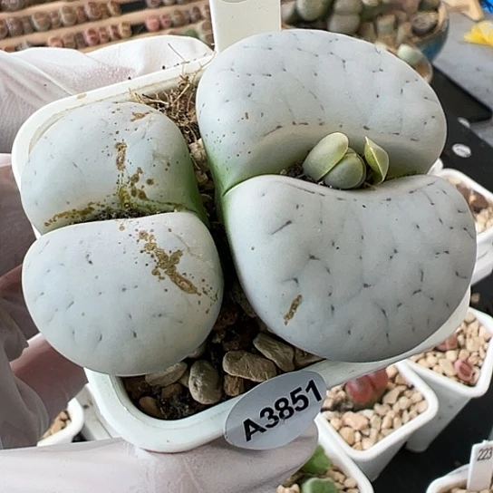 【闪购商品】3851，33