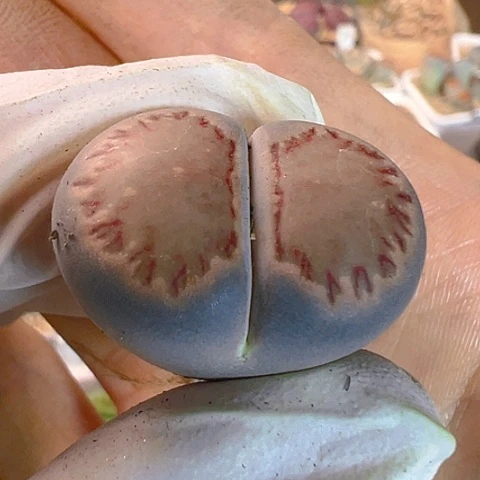 【闪购商品】25858，2.6公分