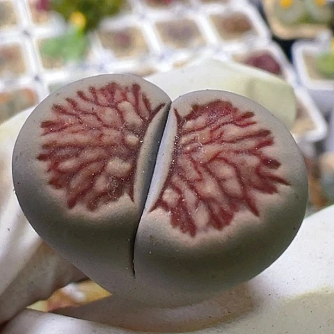 【闪购商品】24862，2.1公分