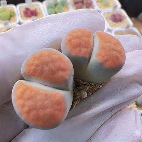 【闪购商品】5571，33