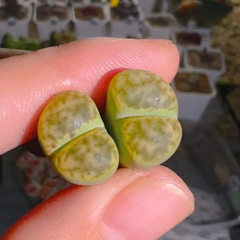 【闪购商品】6667766