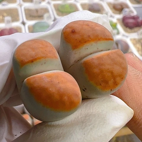 【闪购商品】15700