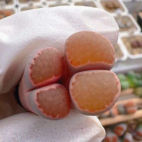 【闪购商品】10139，粉体