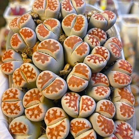 【闪购商品】红窗保15颗