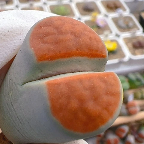 【闪购商品】10148