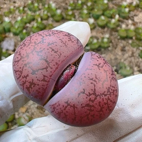 【闪购商品】22167，3.3公分