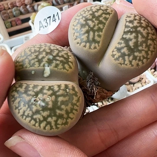 【闪购商品】3741，33