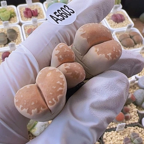 【闪购商品】5603，黄体