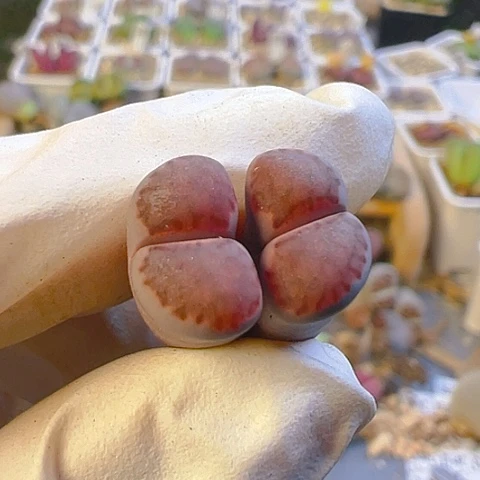 【闪购商品】24064