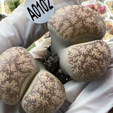 【闪购商品】0102，33