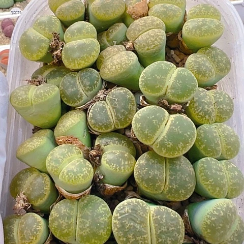 【闪购商品】26000，紫勋保15颗