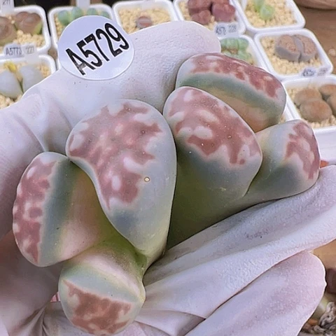 【闪购商品】5729，33