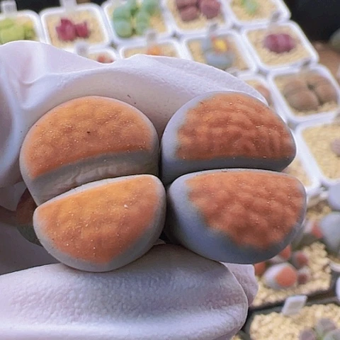 【闪购商品】5565，33