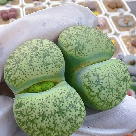 【闪购商品】25961