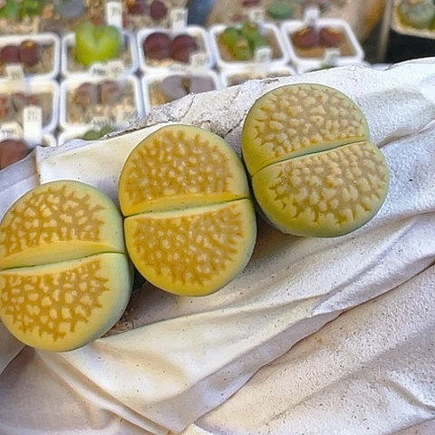 【闪购商品】23943