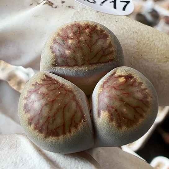 【闪购商品】3717，33