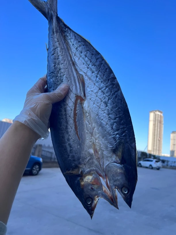 胶东特色淡干燕鲅鱼干单条9两以上