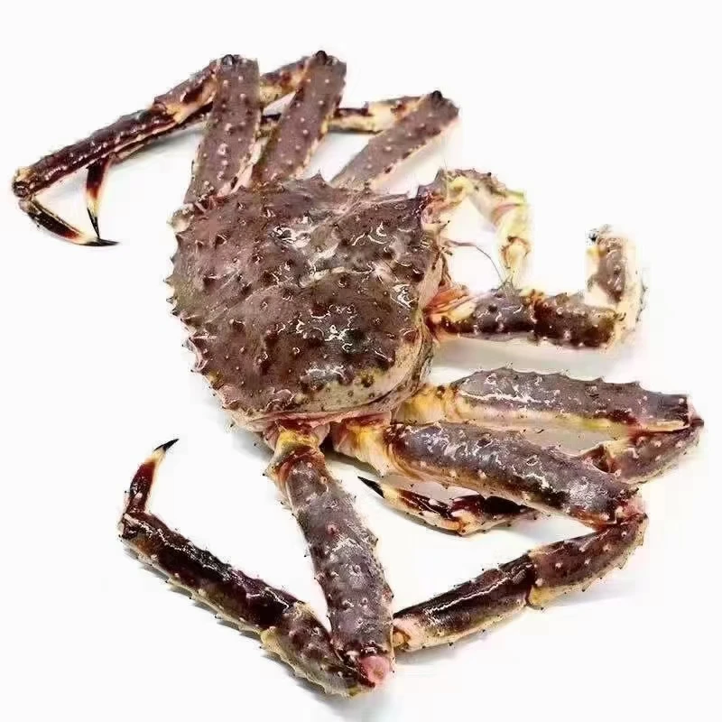 鲜活帝王蟹4-8斤 广州发货 生猛发货 【保鲜不包活谨慎购买】