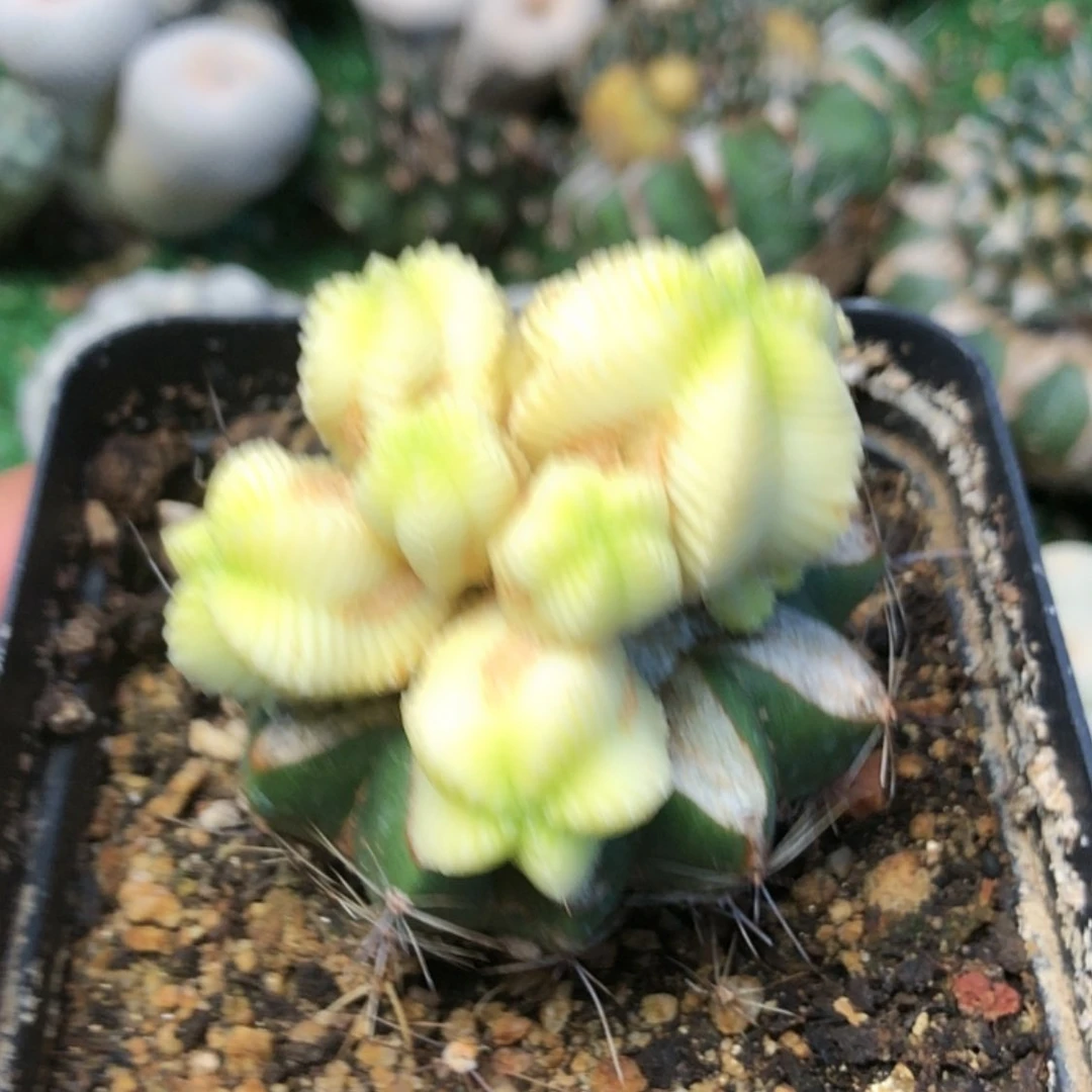 【闪购商品】五星花笼锦