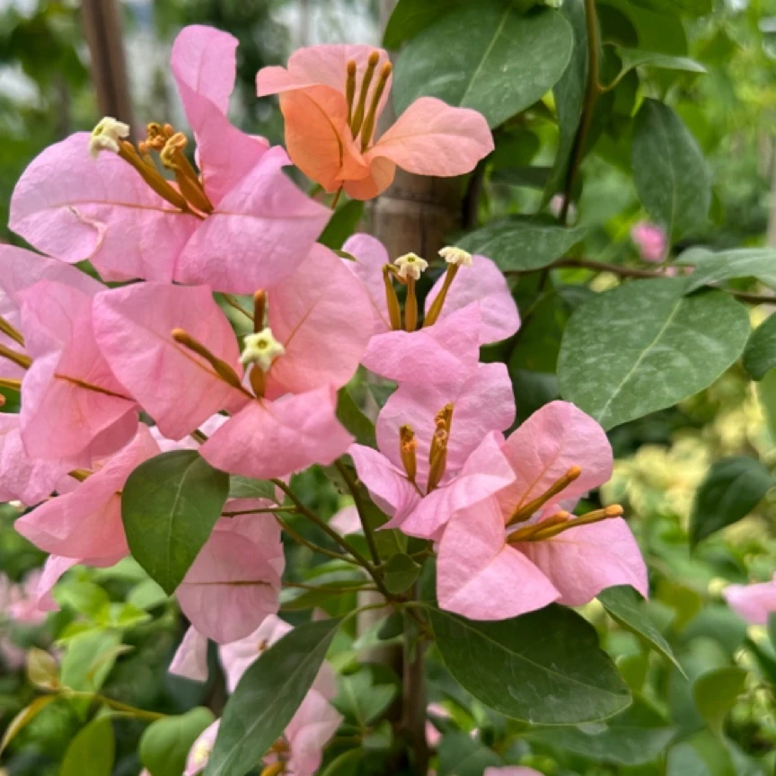 三角梅盆景盆栽原盆原土一物一拍，实物以直播间截图为准