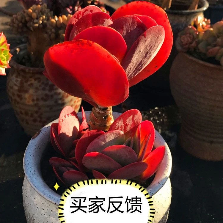 露养多肉盆栽唐印老桩肉肉植物懒人花卉唐印锦一物一拍多肉套餐