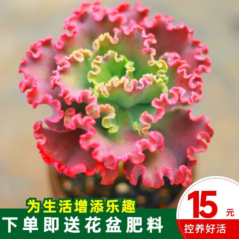 多肉女王花笠红裙精品高砂之翁多年控养包菜懒人多肉三仙晚霞之舞