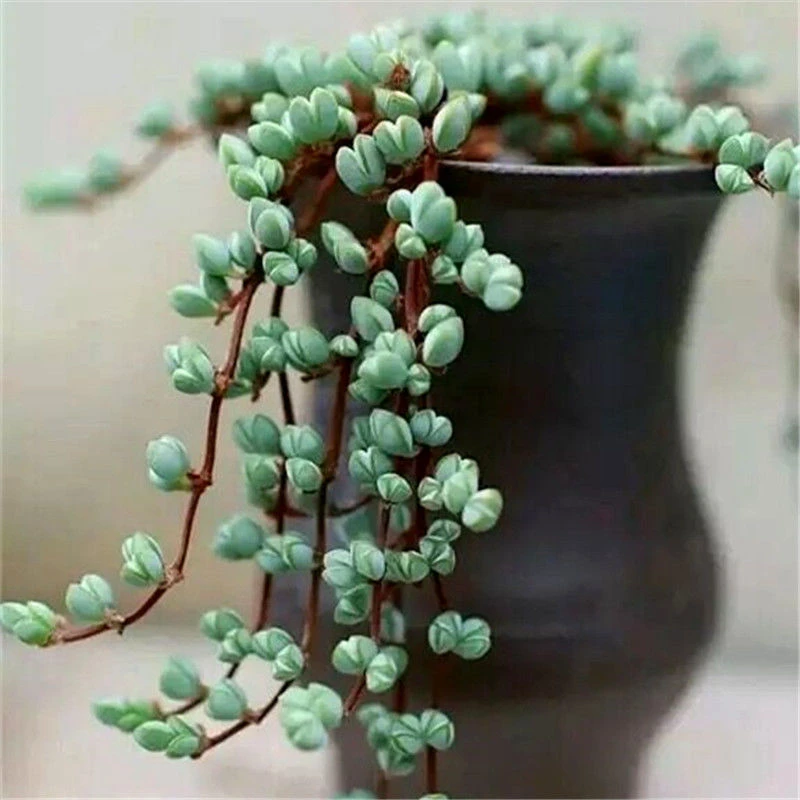 碧玉莲群生多头多肉植物盆栽肉肉新手花办公室创意花卉绿植防辐射