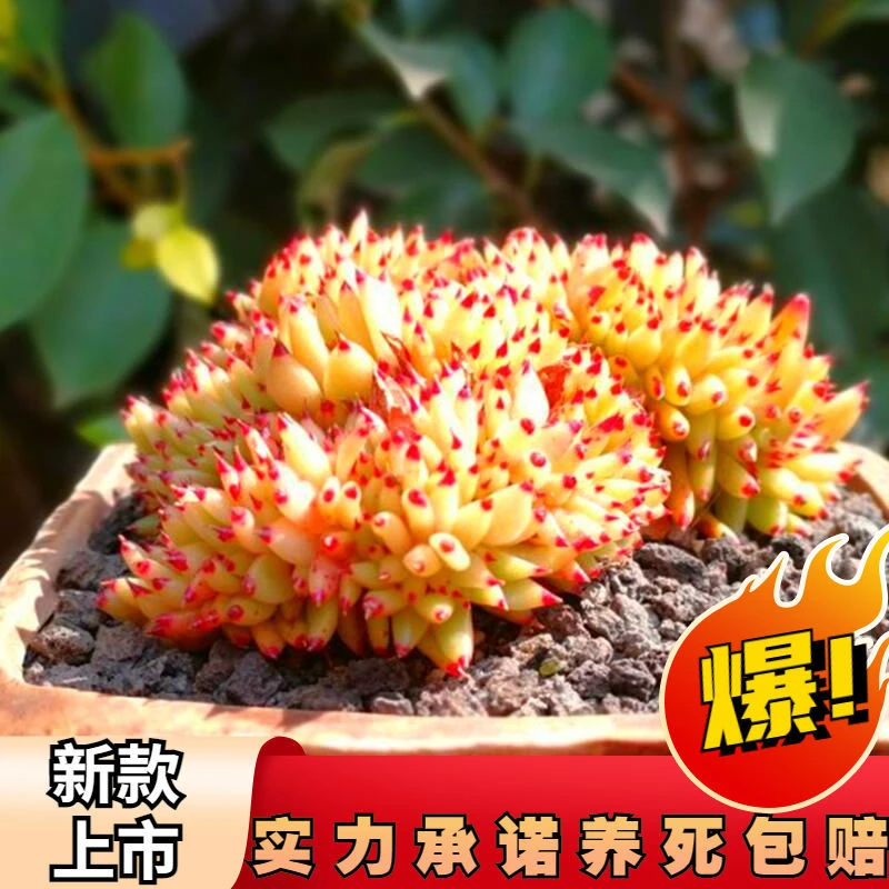 国宝级多肉植物虎鲸缀化东云系耐寒大型防辐射盆栽阳台懒人花卉