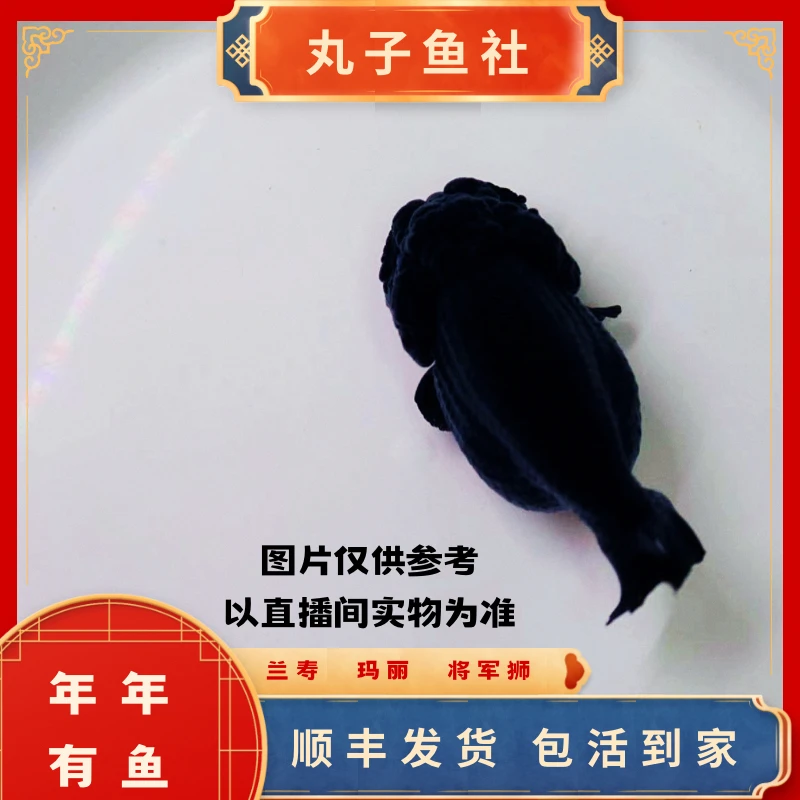 丸子鱼社兰寿金鱼（直播间一鱼一拍）