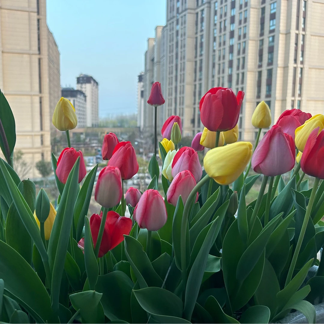 水培郁金香套装耐寒易活郁金香种球水培土培适用于室内外阳台种植