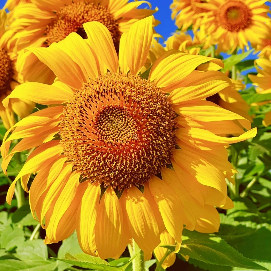 【向日葵种子】四季播种食用葵花籽观花赏景花海种子高杆矮杆花多