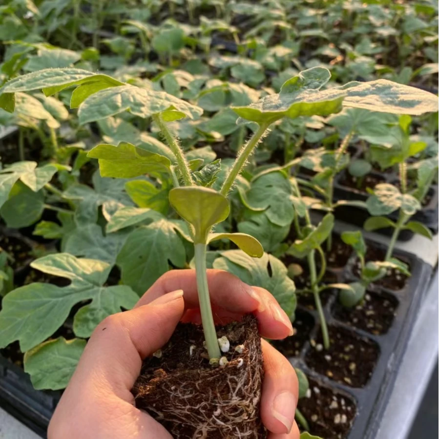 红玉麒麟西瓜苗春季种植盆栽阳台小院地栽西瓜嫁接西瓜早熟高产苗