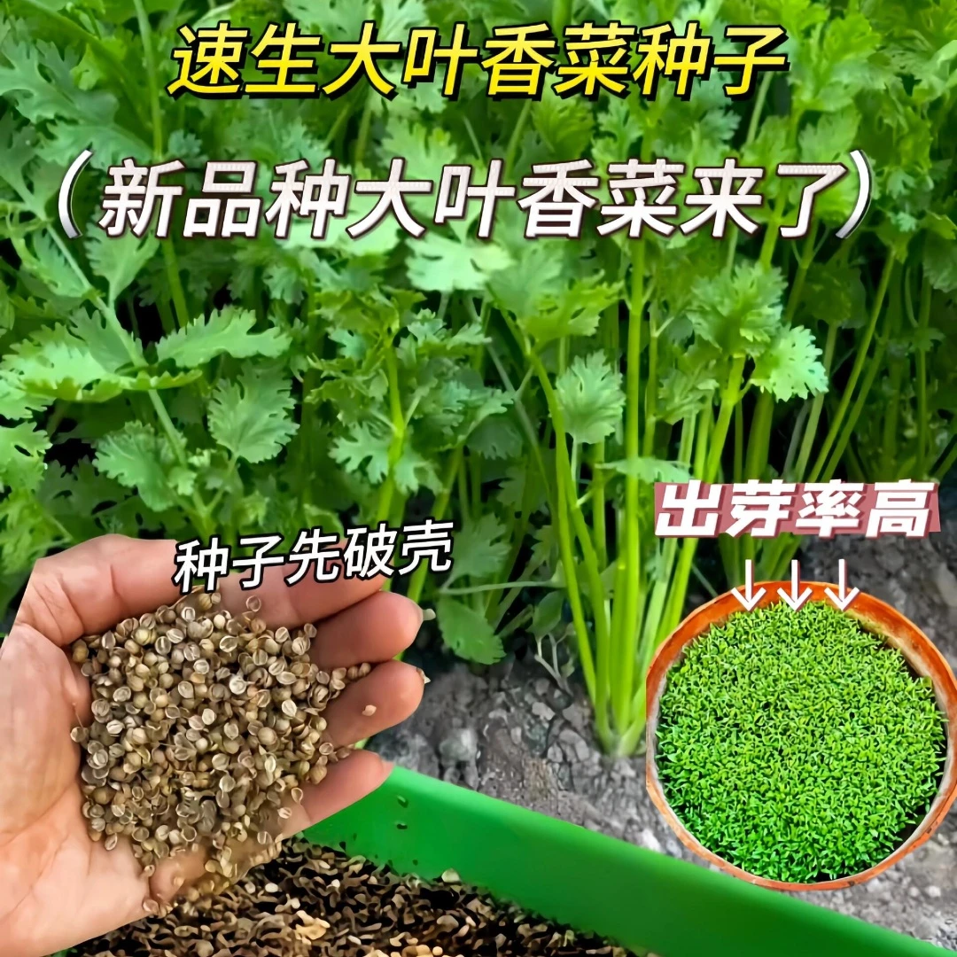 四季大叶香菜耐热耐寒不抽苔四季浓香盆栽地栽出芽快蔬菜