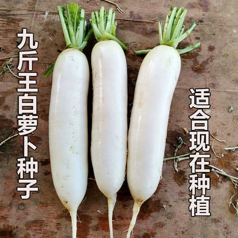 九斤王白萝卜种子家庭园艺蔬菜种夏阳台小院花盆好种高产
