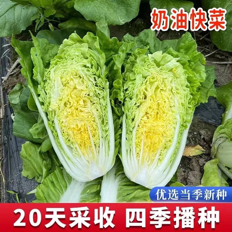 【四季奶油快菜种籽】蔬菜种子四季播种阳台盆栽香甜青菜种