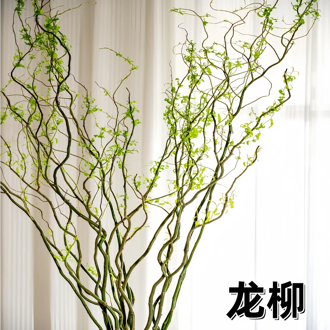 龙柳干枝水培植物绿植发芽快室内桌面客厅植物装饰盆栽柳枝好管理