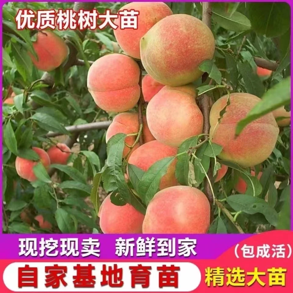 嫁接正宗桃树苗黄桃水蜜桃盆栽地栽耐寒庭院南北方当年结大果