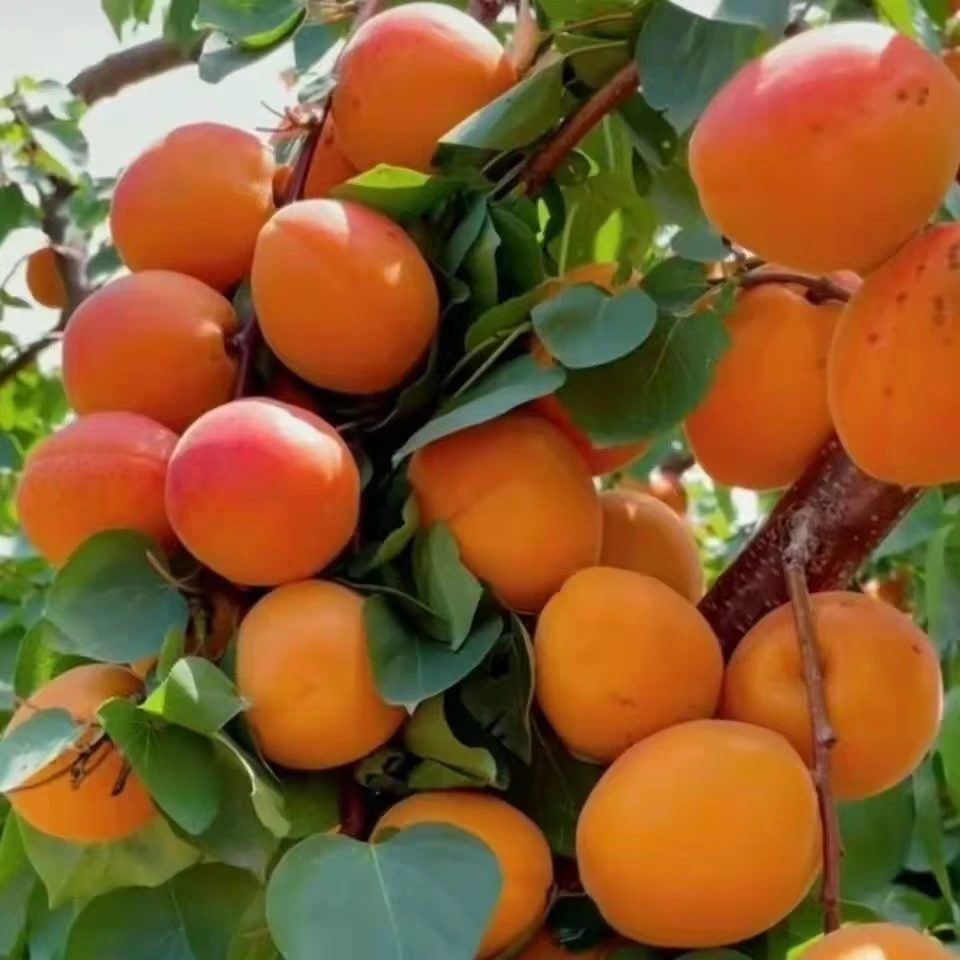 杏树苗特大帝王杏子树苗大果盆栽地栽耐寒耐旱南北方种植当年结果