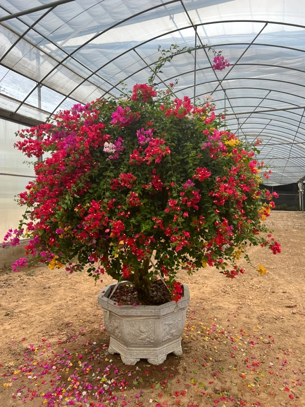 泰国五雀梅三角梅别墅庭院好养盆栽地栽都行，拍前询问直播间