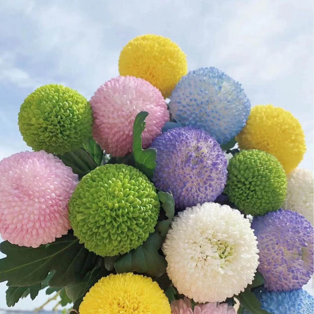 混色乒乓菊盆栽菊花 花卉庭院阳台易养护耐寒耐晒