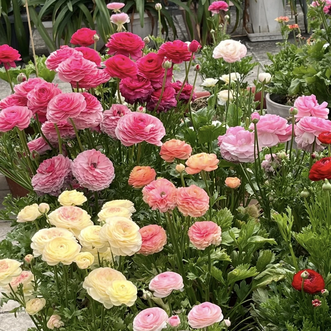 洋牡丹盆栽庭院阳台爆花强花卉新手易养护