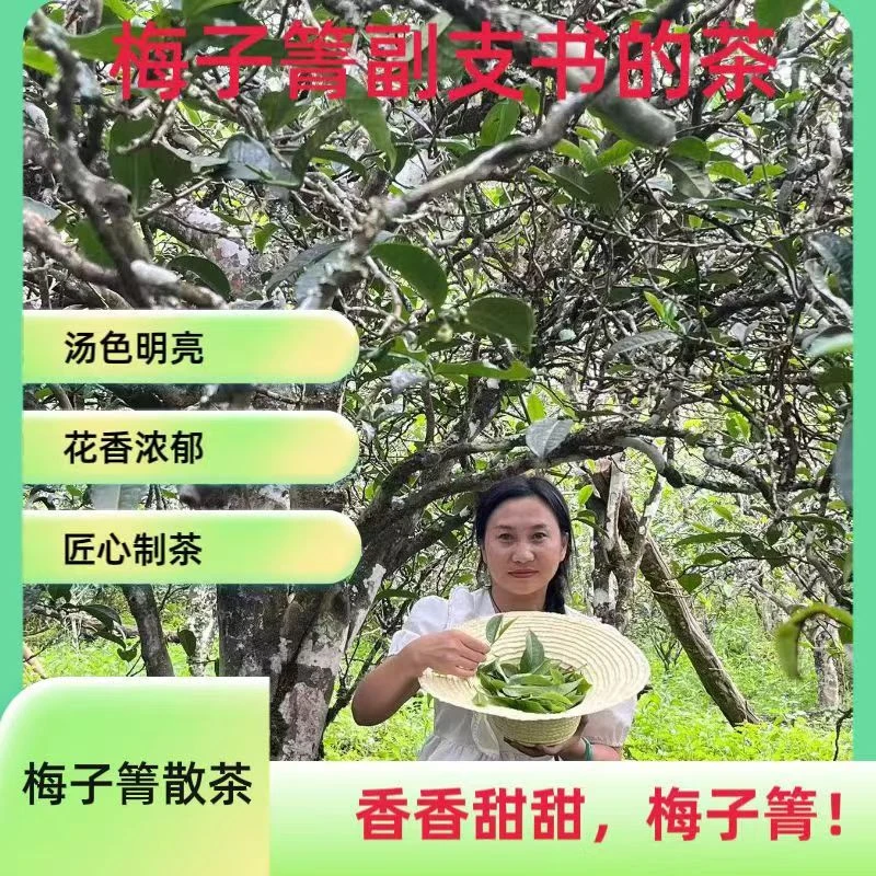 【村副支书家的茶】2024年梅子箐组古树春散料