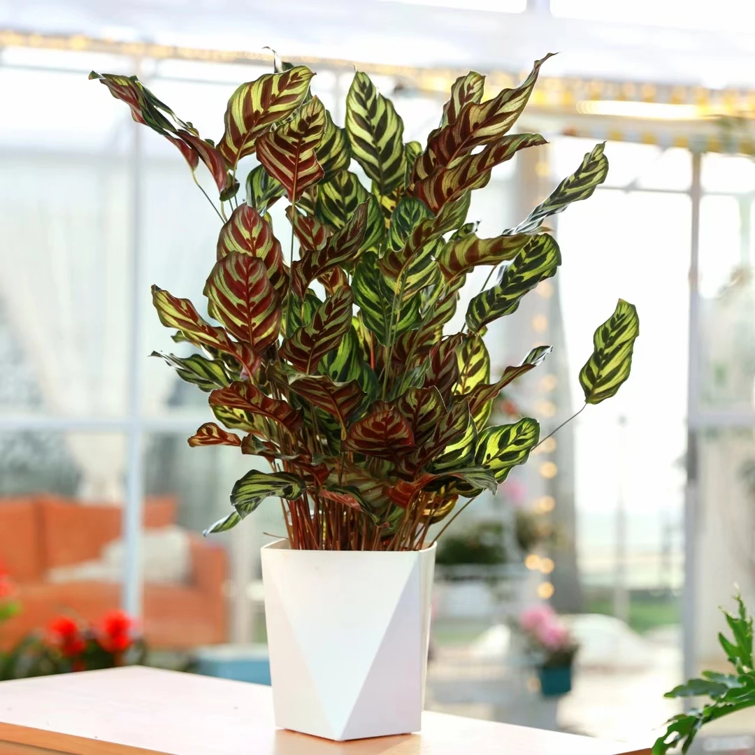 孔雀竹芋盆栽办公室观叶植物室内客厅常绿盆栽净化空气绿植好养