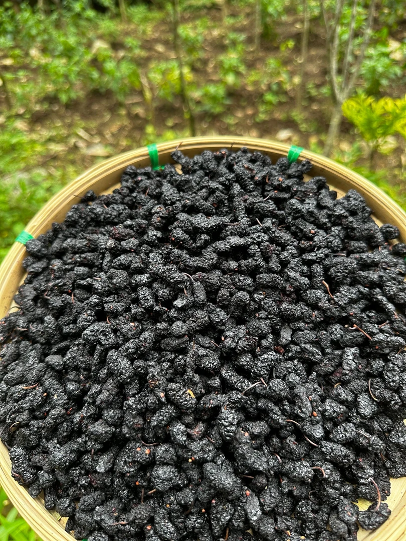 2【桑-曻-鳱】净含量500g【啊琦现收】菌