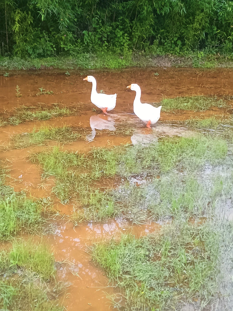 农家一年以上散养鹅，8斤左右，顺丰包邮