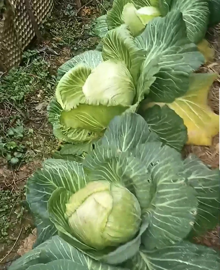 江西吉安农家包菜5斤包邮