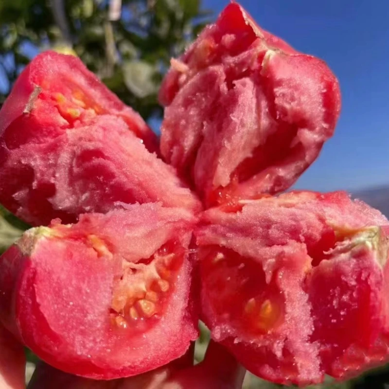 老品种沙瓤西红柿种苗四季毛粉大番茄苗千禧圣女盆栽蔬菜秧水果苗
